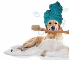 grooming-img